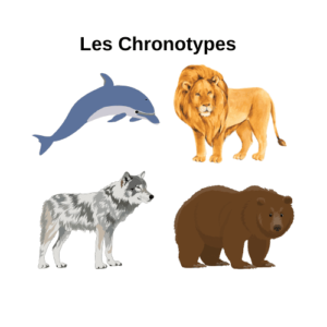 Les chronotypes pour gérer son temps